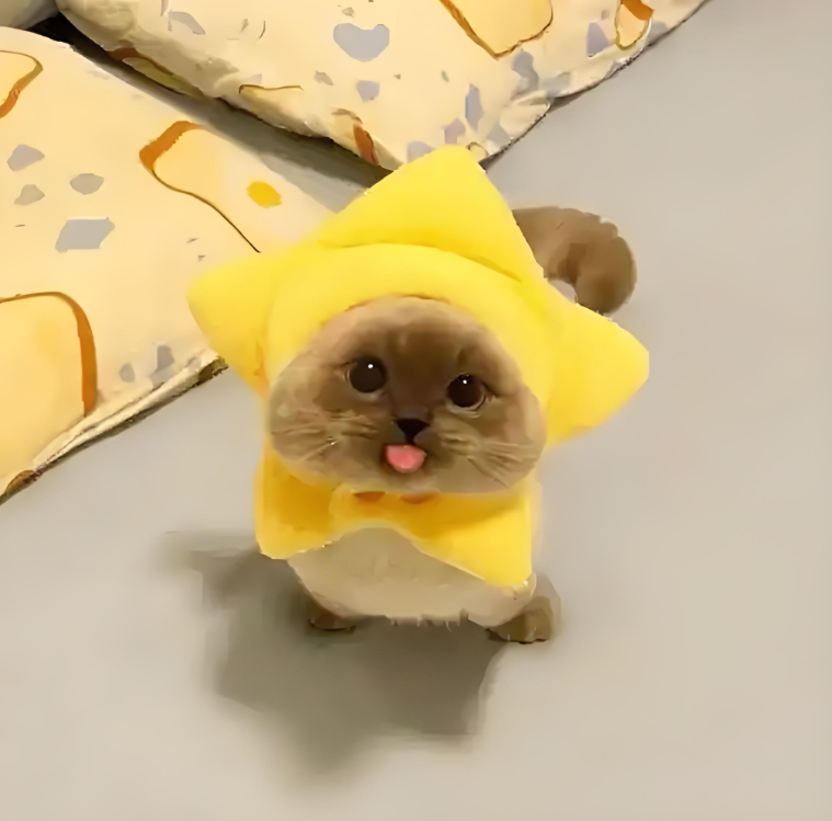 圣裔 免费